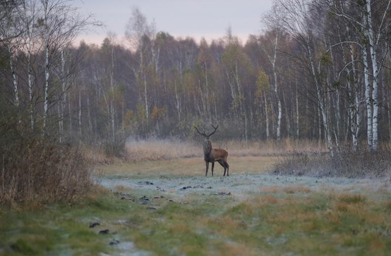 04 Kapickie rykowisko 2016