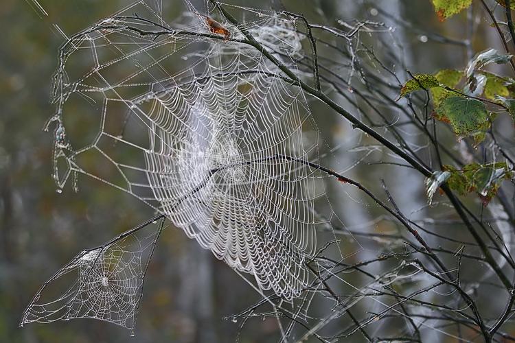 Biebrzańskie pajęczyny jesienne