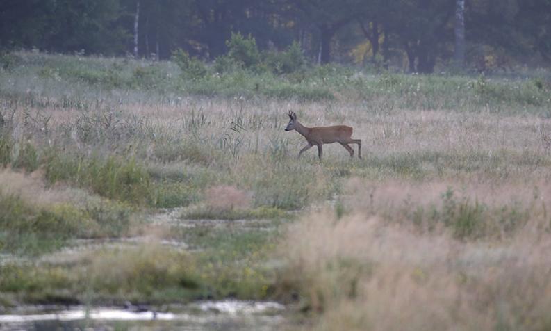 Koziołek