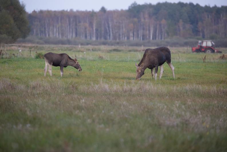 Kapickie pastwisko - tutejsze łosie. 