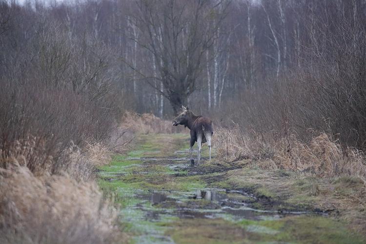 Biebrzańskie drogi z łosiem