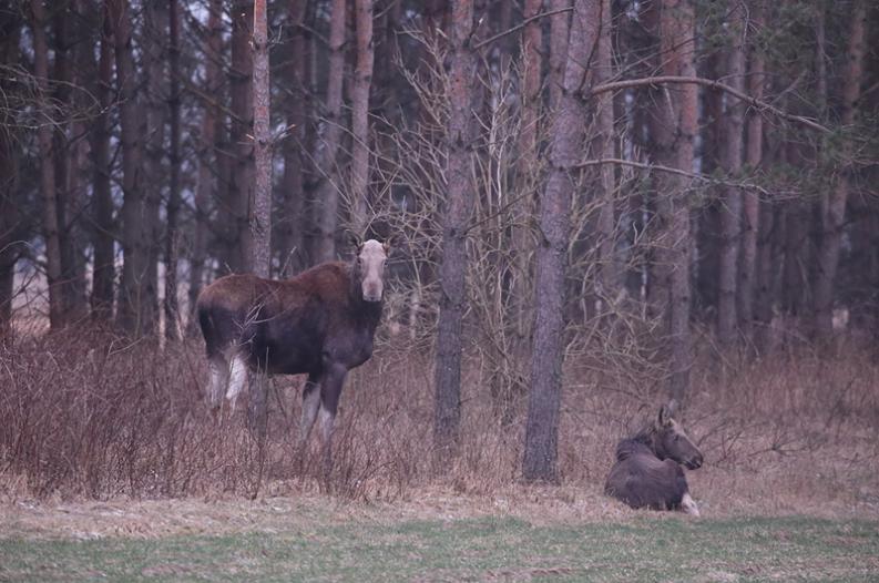 Kapickie łosie w czerwieni