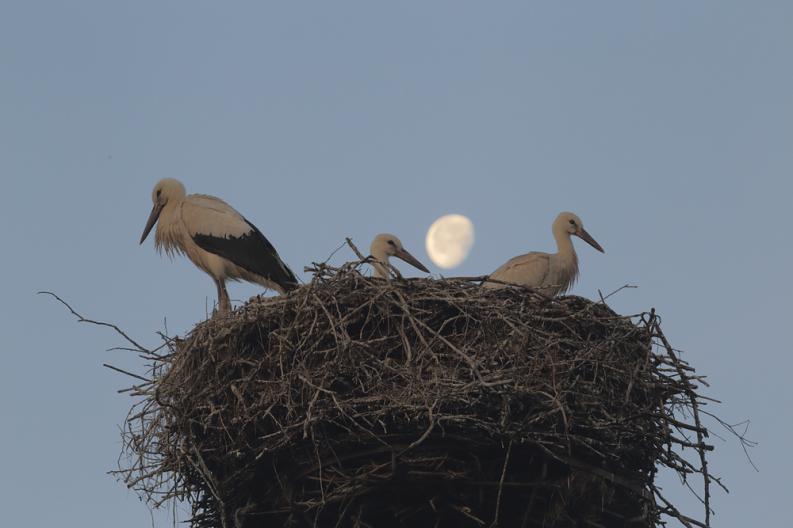 Kapickie bociany i księżyc 04