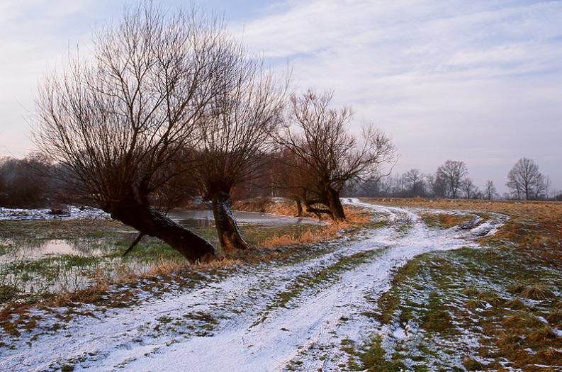 Oświęcim - wierzby IV