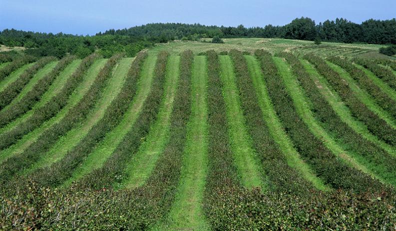 Warmia - linijny pejzaż