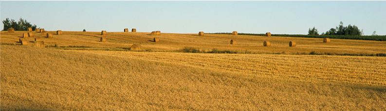 Warmia - Panorama zbóż