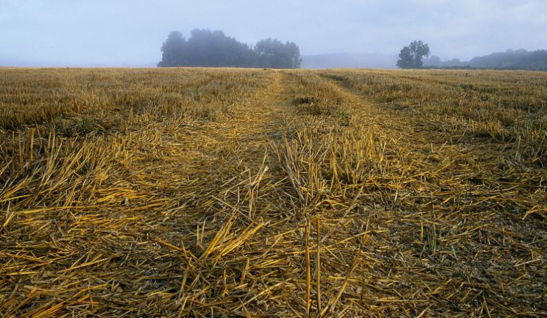 Warmia - Fredowe pole