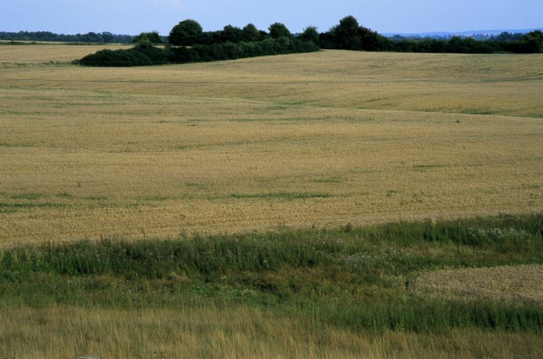 Warmia - pola