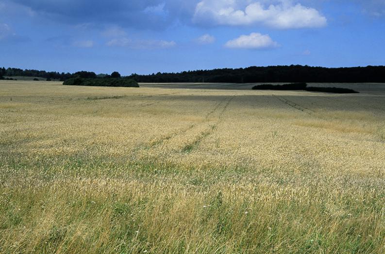 Warmia - Przestrzeń zbóż