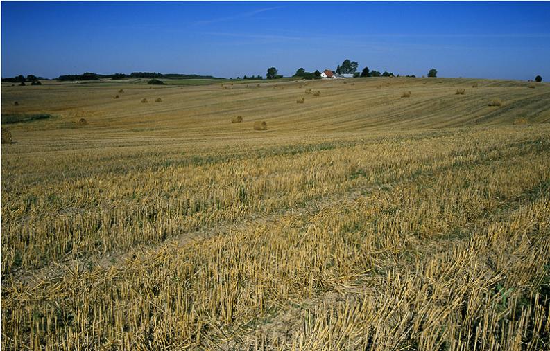 Warmia - żniwny pejzaż I