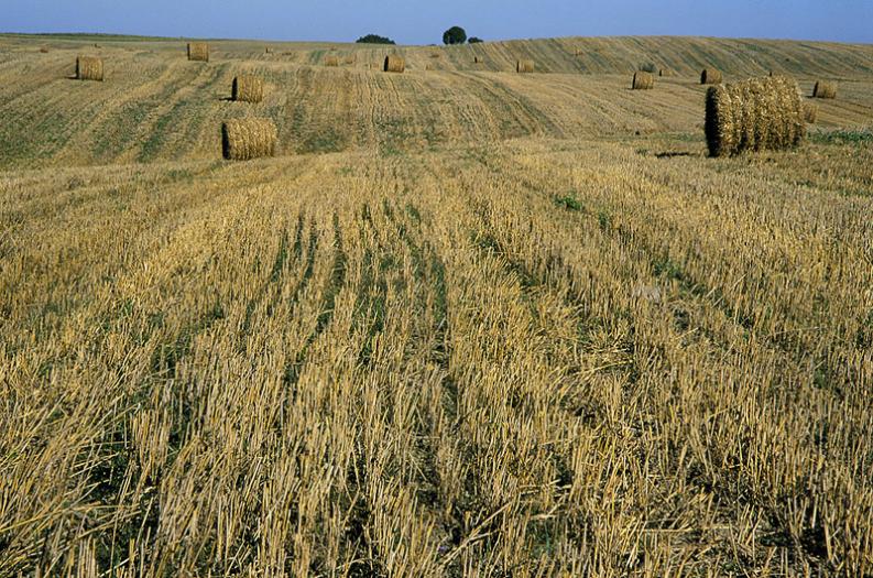 Warmia - żniwny pejzaż II