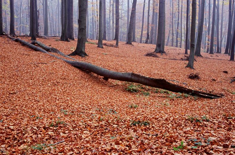 Murcki, rezerwat bukowy. Dywan