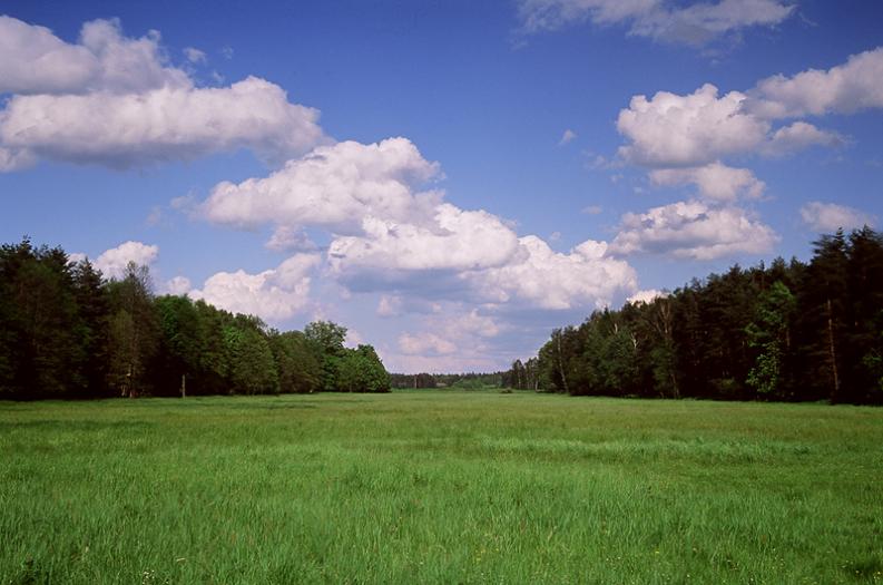 Las - Kostuchna