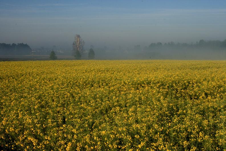 Jastrzębie - szeroka. Pole