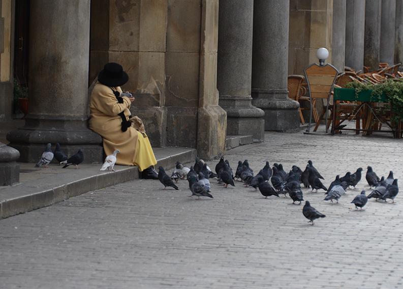 Kraków. Rynek. Gołębie 1