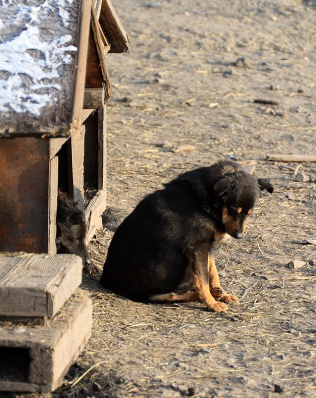 Schronisko dla psów. Azyl. Ruda Śląska. 25