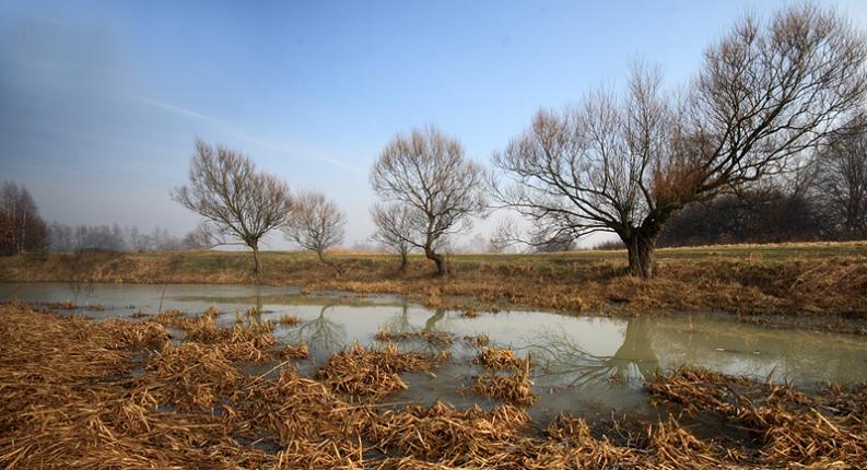 Oświęcim - wierzby.