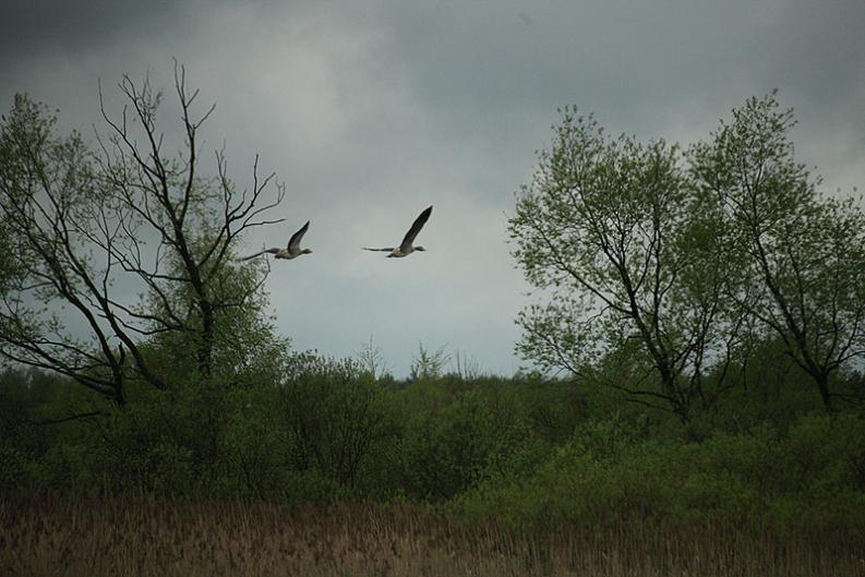 Osowiec - gęsi II