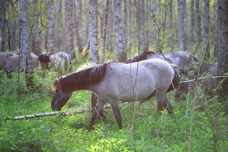 Kłycek - koniki polskie