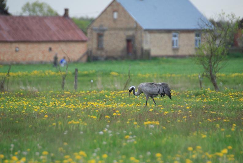 Kapice - żurawie