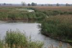 Narew - Topilec