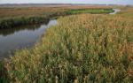 Topilec - Narew