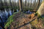 Czerwone bagno - Orli grąd - wyspa