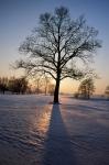 Zimowy blask z drzewem V