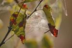 Biebrzańskie pajęczyny - jesień kapicka