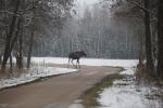 Biebrzańskie drogi z łosiem 1