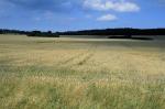 Warmia - Przestrzeń zbóż