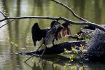 Zoo w Katowicach - kormoran